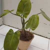 گل خوشگل