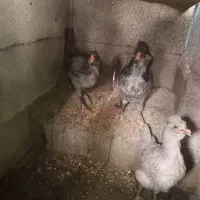 جوجه گلین طوسی