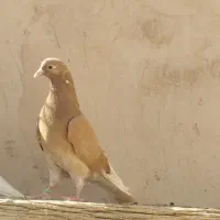کفتر زرد پرشی