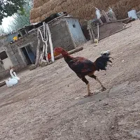 خروس لاری