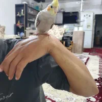 عروس هلندی