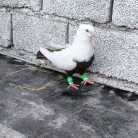 جفت دمبی دم قهوه ای