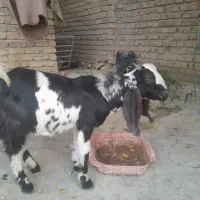 تروشت کامروایی 13میلیون