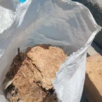 باغ باغچه