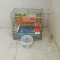 مرغ عشق|پرنده|بندر ماهشهر, |دیوار