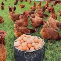 انواع جوجه صادراتی|حیوانات مزرعه|تهران, آشتیانی|دیوار