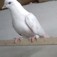 ۲۰ تا کفتر گرفتنی یه جا