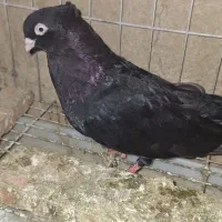 زاغ نر