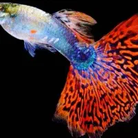 گوپی دم و باله بلند