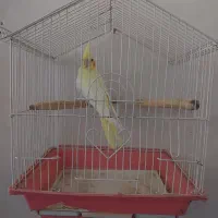 عروس هلندی|پرنده|نقده, |دیوار