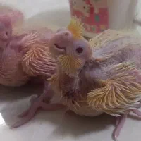 ۴عدد جوجه عروس هلندی زیر۲۰ روزه