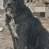 سگ ه|سگ|درودزن, |دیوار