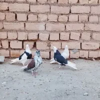 کبوتر ابلق
