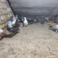 کبوتر