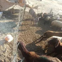 الاغ گله ای ماده 2ساله سالم و باری به فروش میرسد