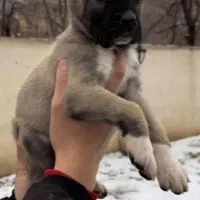 سگ کانگال .سراب.قفقازی.الابای نگهبان