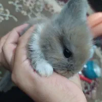 خرگوش|موش و خرگوش|کارون, |دیوار