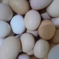 تخم مرغ محلی تازه