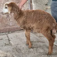 بره علف خور