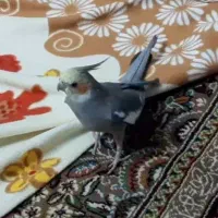 عروس هلندی گم شده