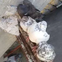 دو جفت کبوتر جفتی ۵۰۰ یک جفت عروس هلندی هم طاق
