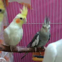 4تا عروس سه تومن