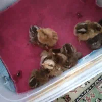 جوجه محلی گلپایگانی یک روزه