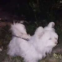 سلام سگ پامرشیتزوبفروش میرسد