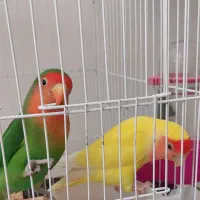 طوطی کوتوله برزیلی