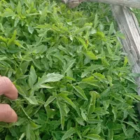 تولکی گوجه وفلفل