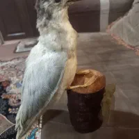 مجسمه کبوتر