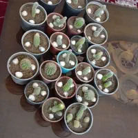 تعدادی کاکتوس