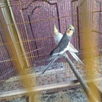 عروس هلندی