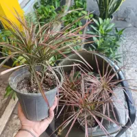 گل و گیاه دراسینا