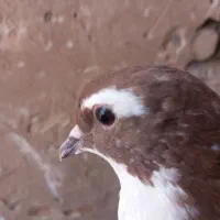 کفتر راست