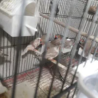 فنچ کینگ، اورنج،زبرا