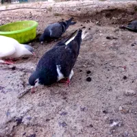 ۴تا کبوتر پرشی
