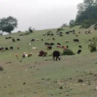 فروش گله گوسفند