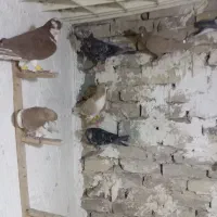 جندتا کبوتر فروشی