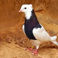 کبوتر طوقی رنگه