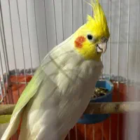 عروس هلندی