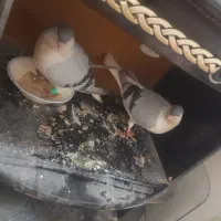 کفتر ساده مگسی جفت