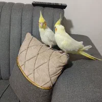 عروس هلندی
