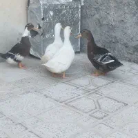 اردک