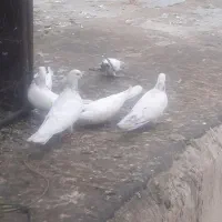 کبوتر