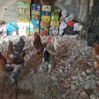 مرغ وخروس