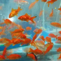 فروش ماهی قرمز کلی و جزئی