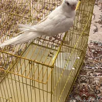 البینو چشم شرابی