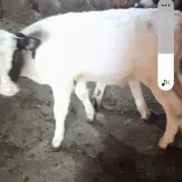 گوسال‌هلشتن‌نر
