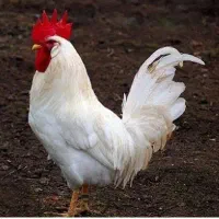 خروس ماشینی